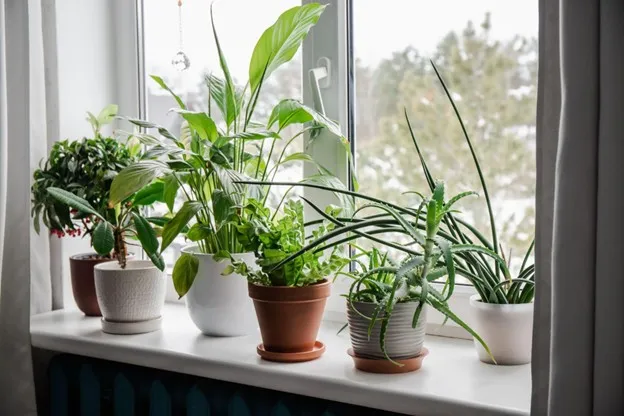 Houseplants in Your Apartment
