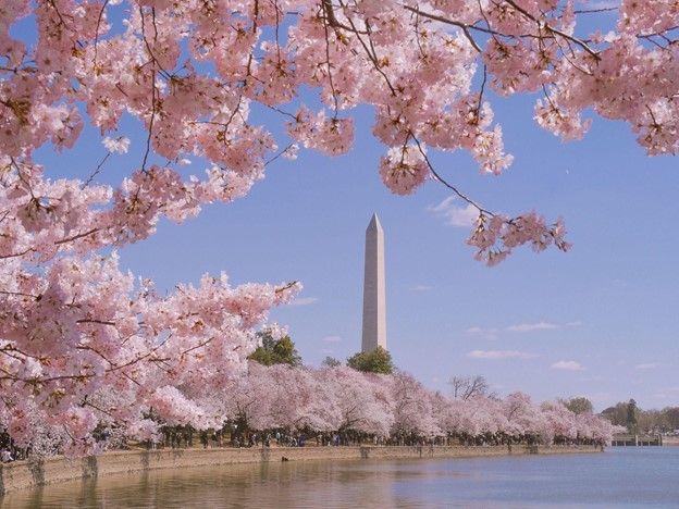 What to Do at DC’s 2022 National Cherry Blossom Festival