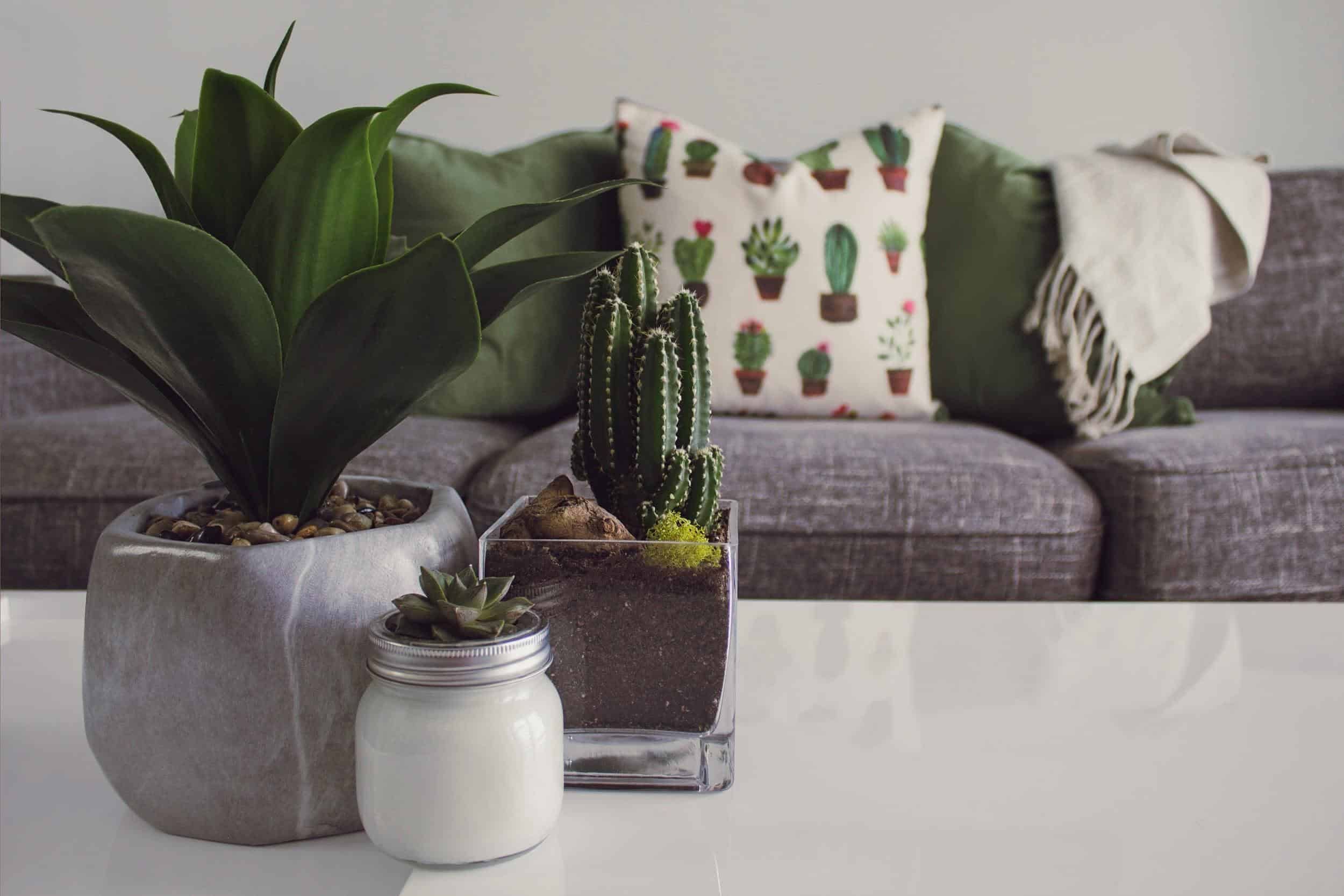 Is Your Green Thumb Looking a Bit Brown? Here Are Some Tips to Help Your Apartment Plants Thrive