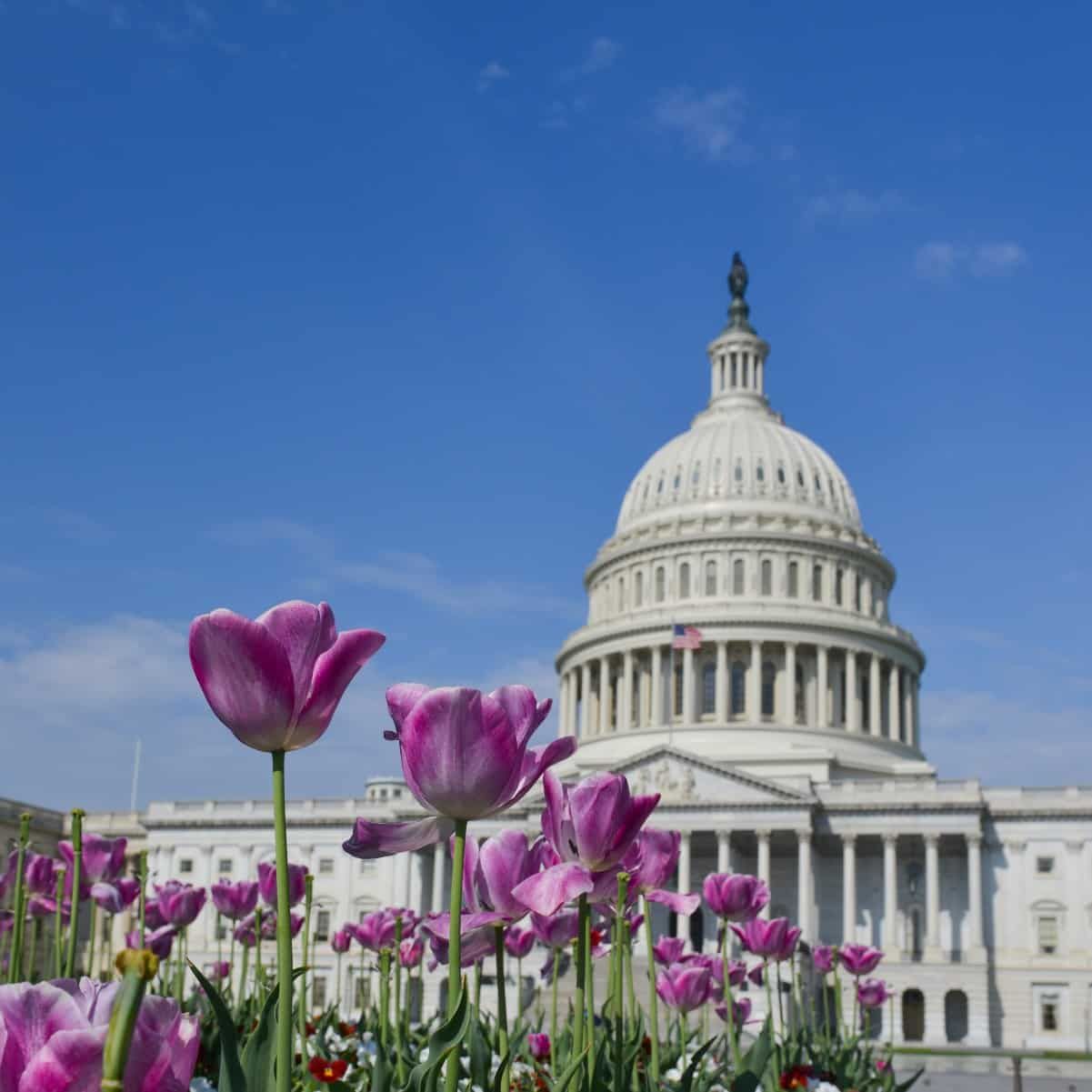 How to Spend Springtime in DC: The Best the City has to Offer