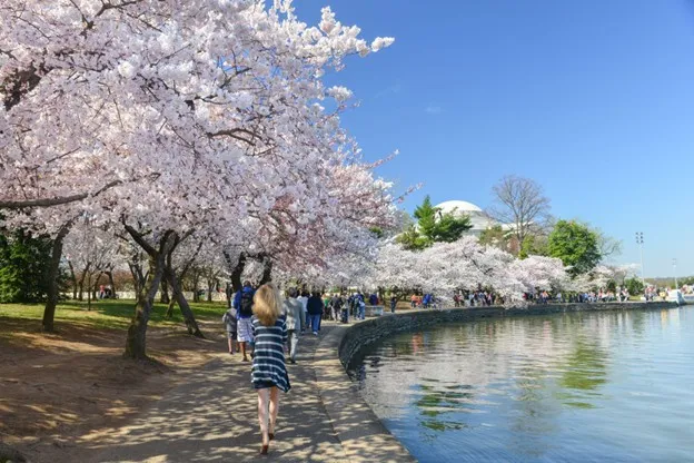 White Spring Flower Trees in Washington DC