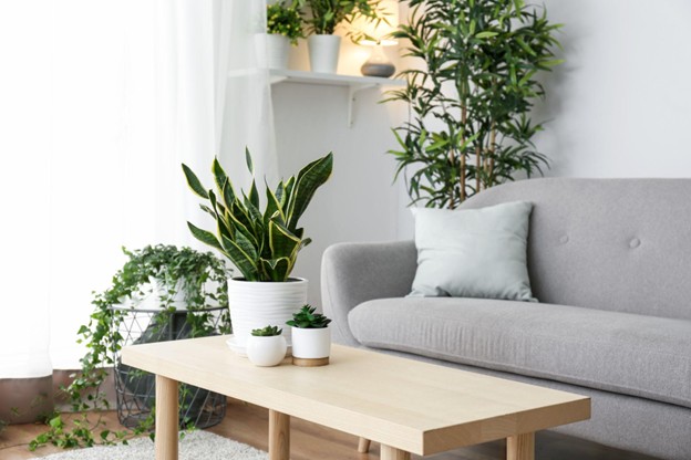 Plants in an Apartment