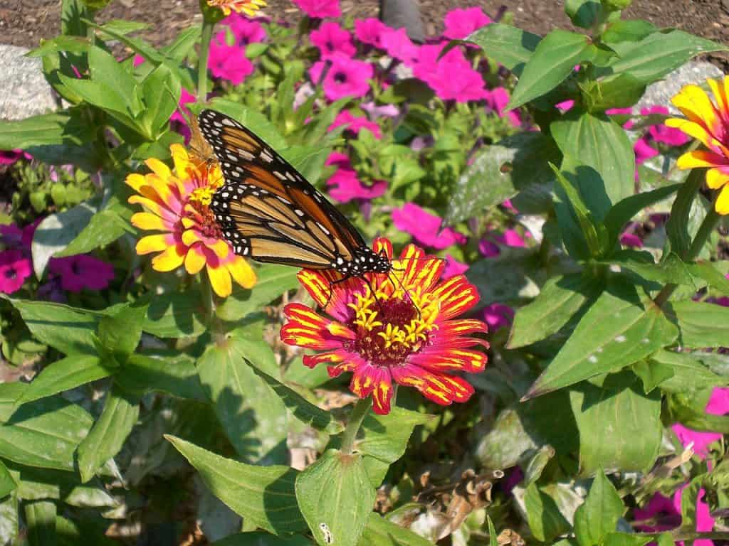 A Monarch butterfly on a flower at the Botanical Garden