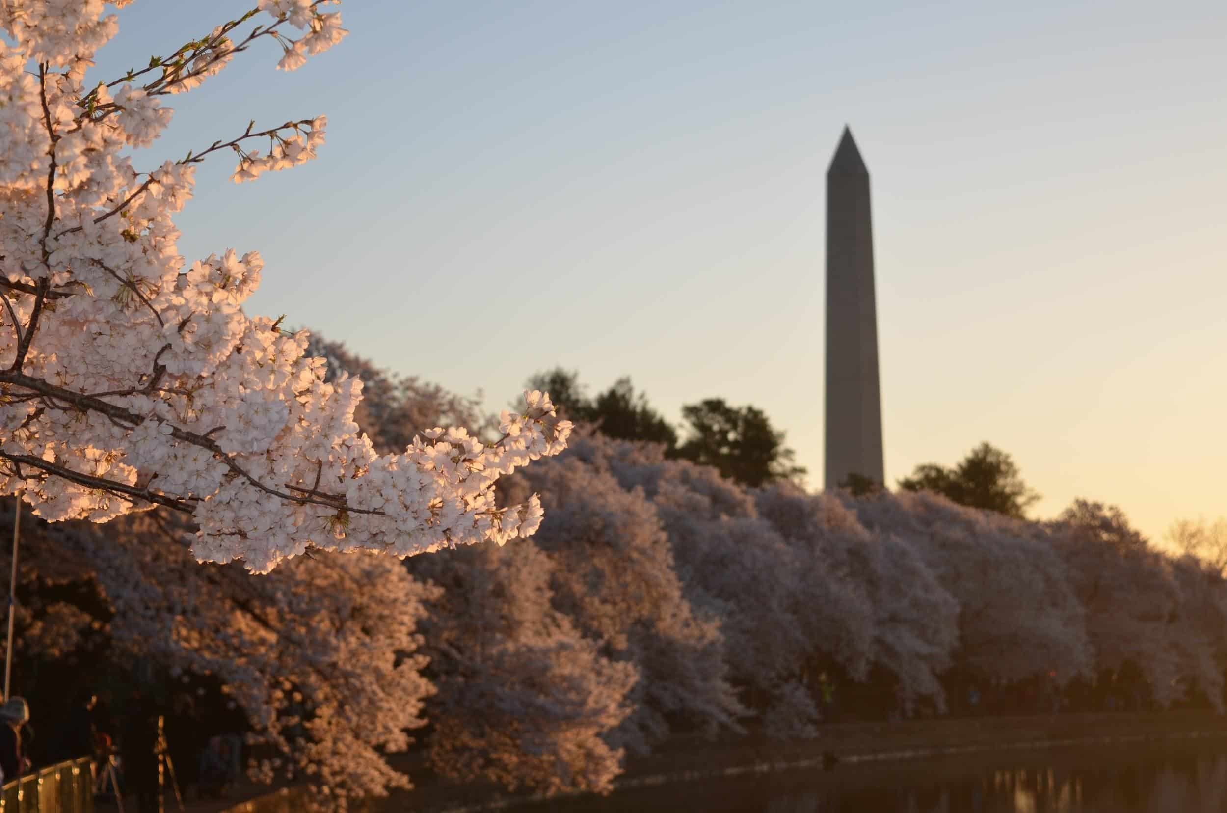 3 Things You Have to See in Washington DC over Spring Break