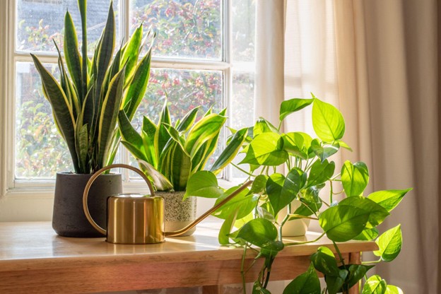 Indoor Plants for Cleaner Air
