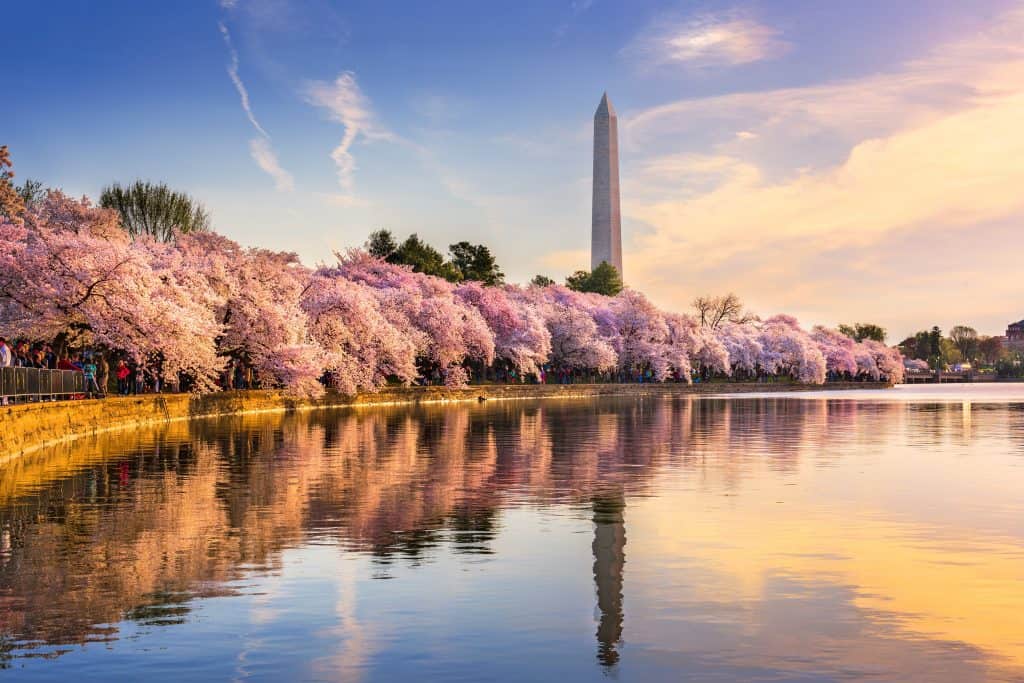 Cherry Blossoms Blooming in DC