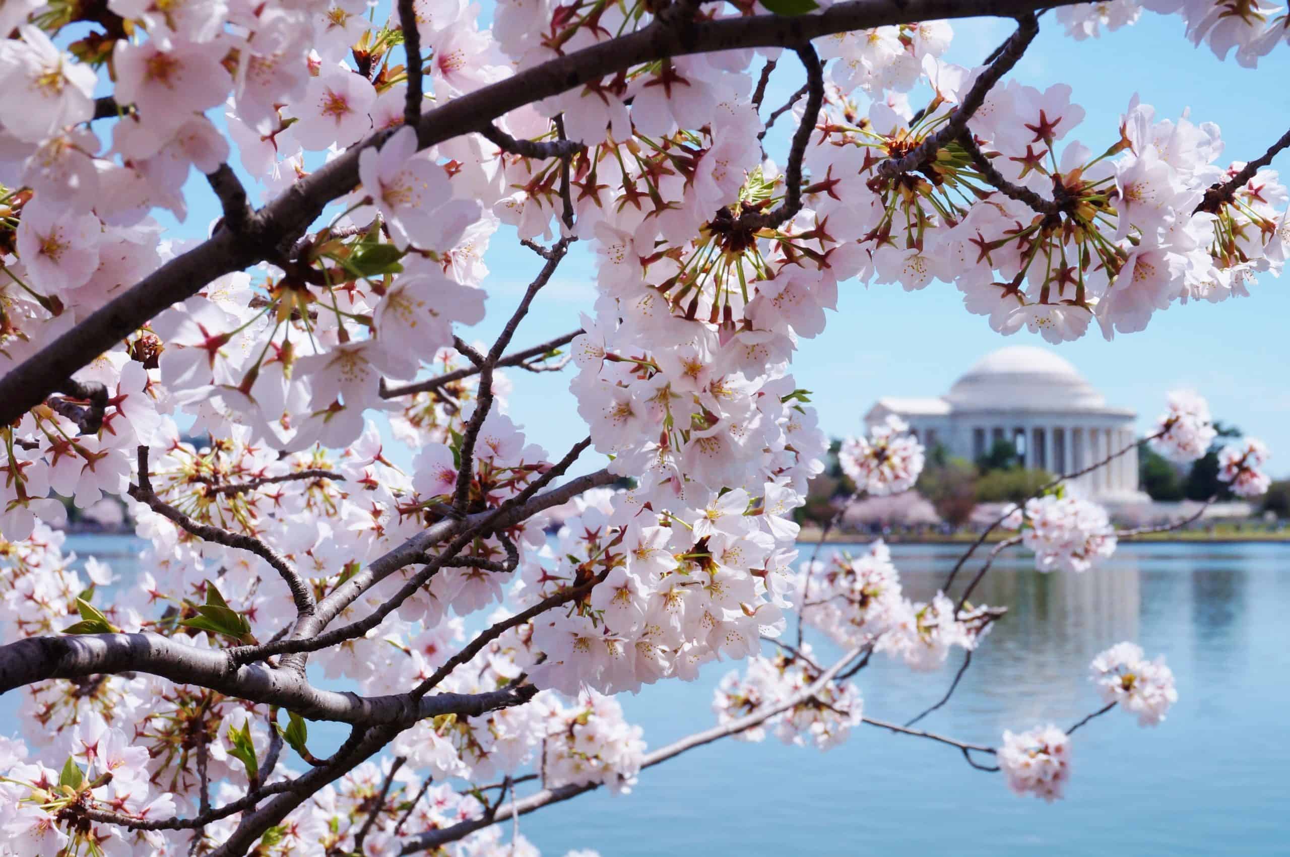 Cherry Blossom Season Washington Dc - Emmy Sheeree