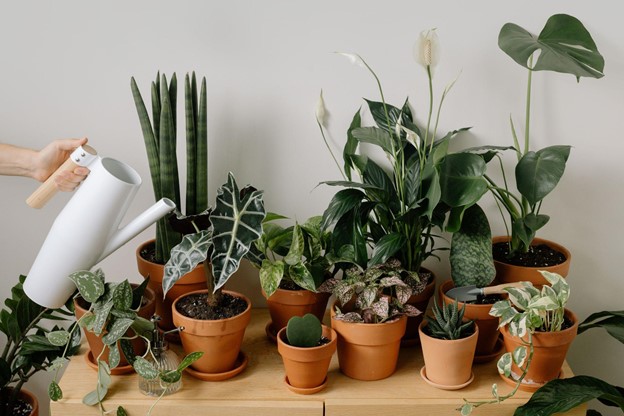 Best Indoor Plants for Greenery